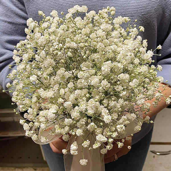 Handheld bouquet of small white flowers tied with a sheer white ribbon.