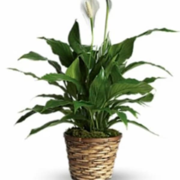 Lush green peace lily plant with white blooms in a woven basket pot