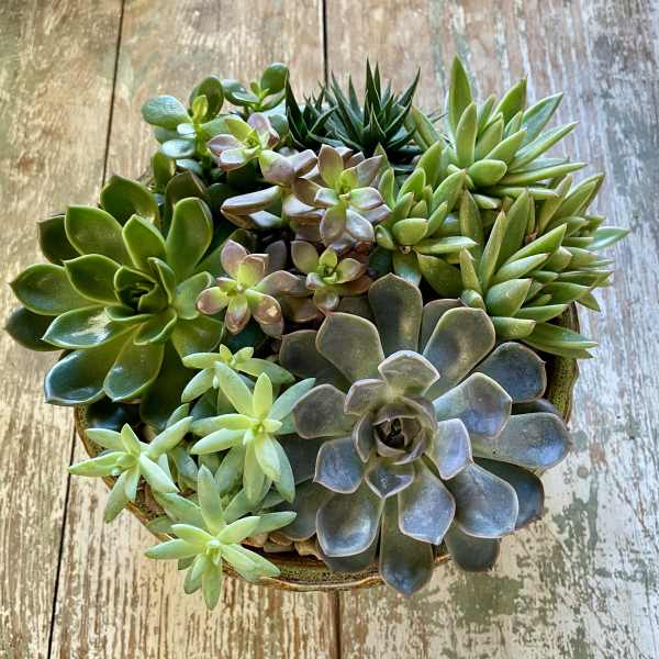 Round ceramic bowl filled with assorted green and blue-toned succulents on a rustic wooden surface