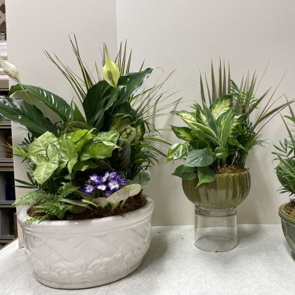 Dish Garden of Assorted Green Plants - Standard, Deluxe, Premium