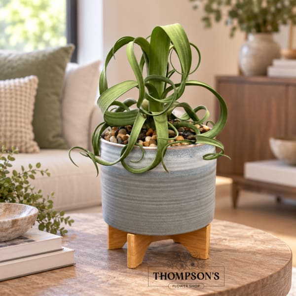 Potted green plant with curled leaves in a gray ceramic container