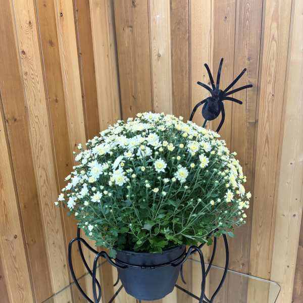Potted white daisy-like flowers in a black hanging planter