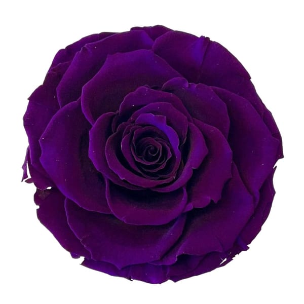 Single deep purple rose bloom on a white background