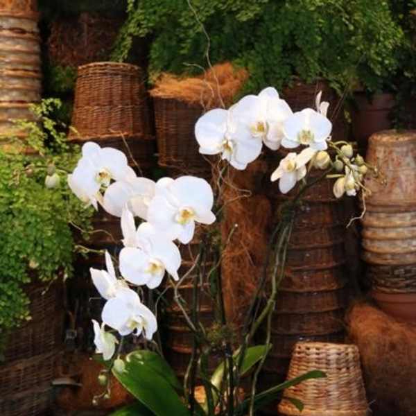 Triple Stem White Orchid