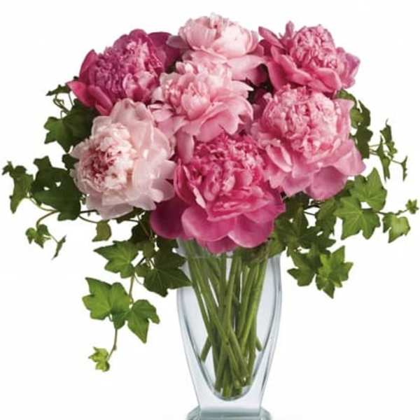 Pink peonies arranged in a clear glass vase with trailing ivy