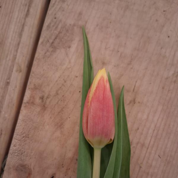 Single pink and yellow tulip bud with long green leaves