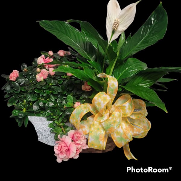 Basket arrangement with pink carnations, white peace lily, and a yellow ribbon