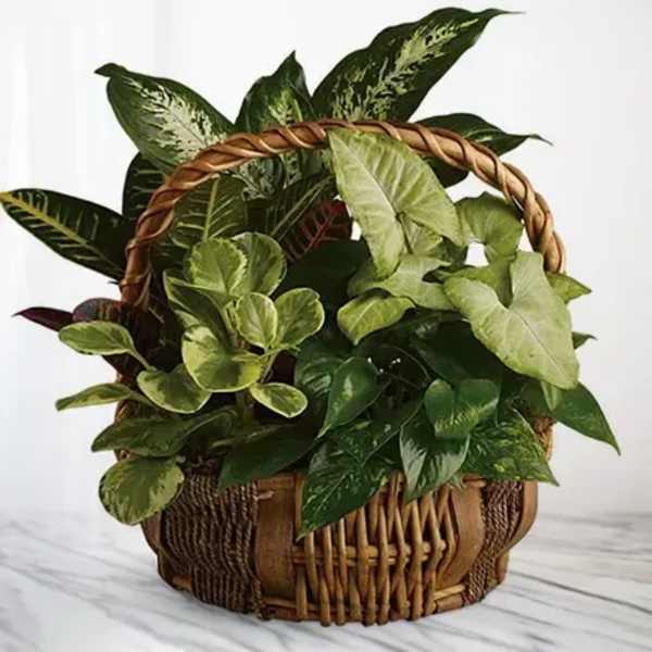 Basket of assorted green houseplants with a woven handle