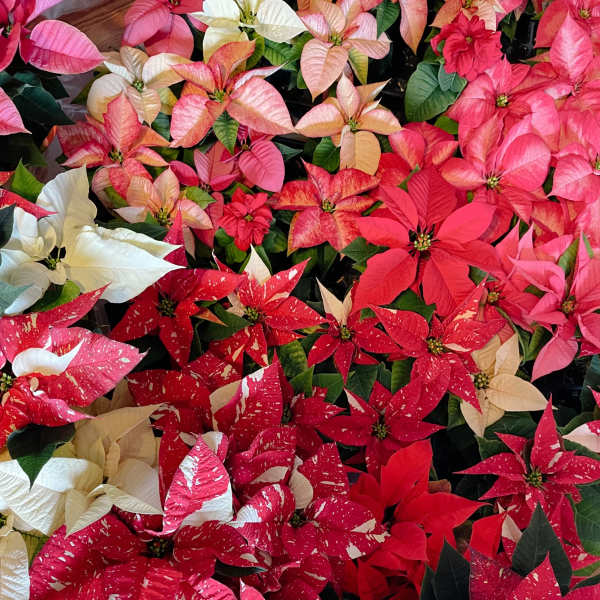 Poinsettia