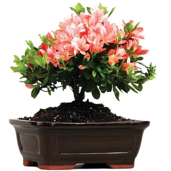 Pink flowering plant in a dark rectangular pot
