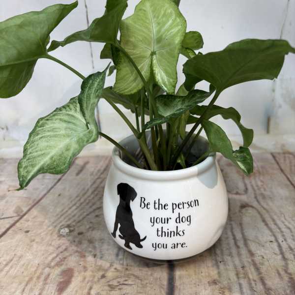 Potted green houseplant in a white ceramic pot with a dog silhouette and quote text