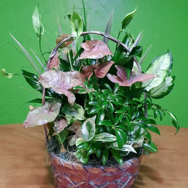 Basket arrangement of assorted green and pink foliage plants