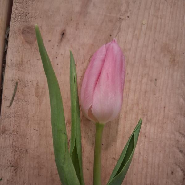 Single pink tulip with long green leaves on a wooden surface