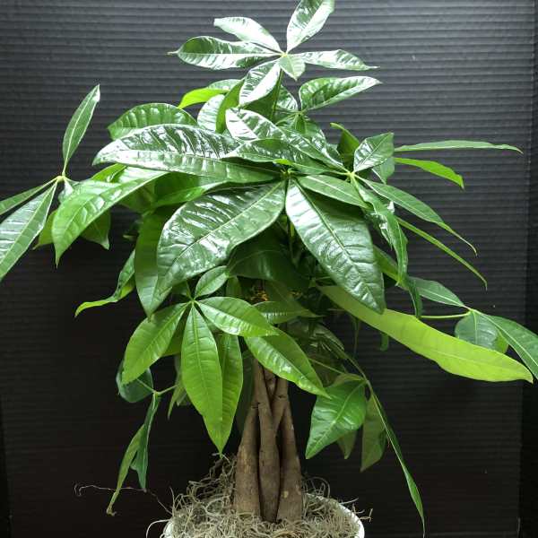 Potted money tree plant in a white ceramic planter