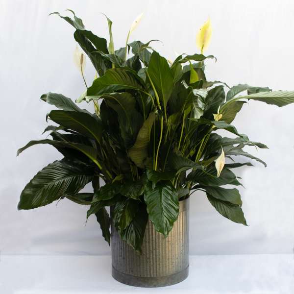 Large peace lily arrangement in a ribbed metal container