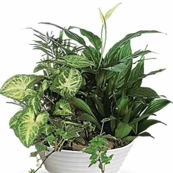 Mixed green houseplants arranged in a white bowl planter