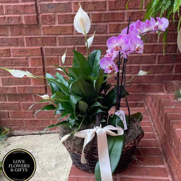 Basket garden with white peace lily and purple phalaenopsis orchids tied with a white ribbon bow