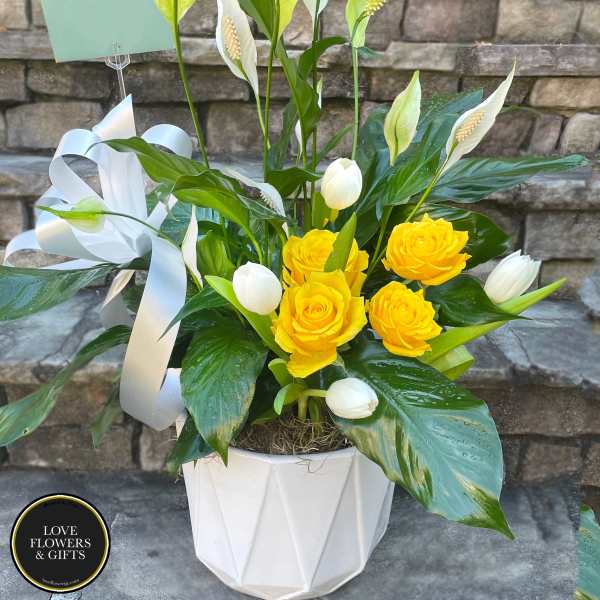 Potted peace lily with yellow roses and white tulips in a white container with ribbon.