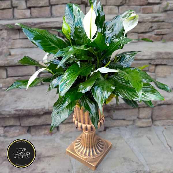 Tall peace lily plant with glossy green leaves in a gold pedestal urn planter
