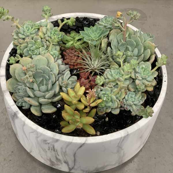 Round planter filled with assorted succulents in a white marble-look pot
