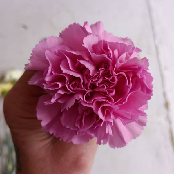 Pink carnation bloom held in a hand