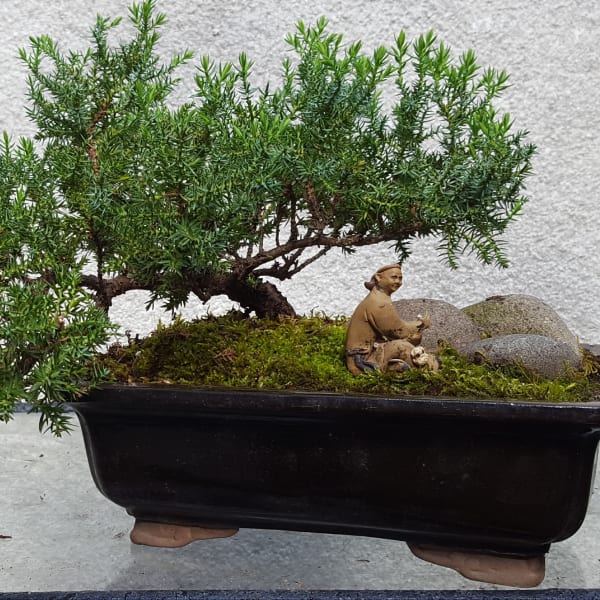 Potted bonsai tree in a rectangular black planter with moss and stones