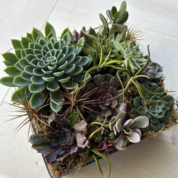 Extravagant Succulent garden