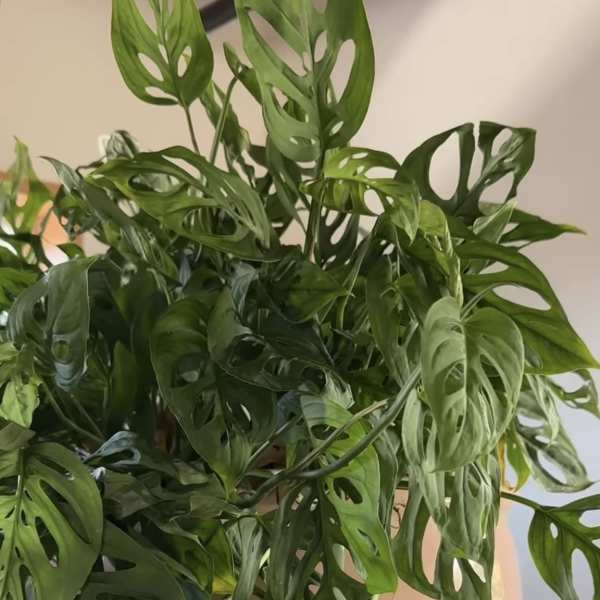 Dense green houseplant with perforated leaves in a white pot