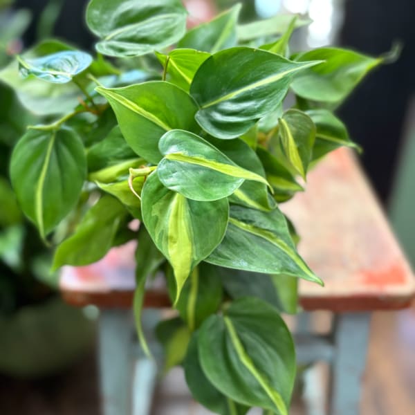 Close-up of a leafy green potted plant with variegated leaves