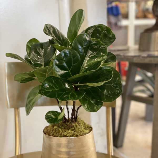 Fiddle Leaf Fig Mini