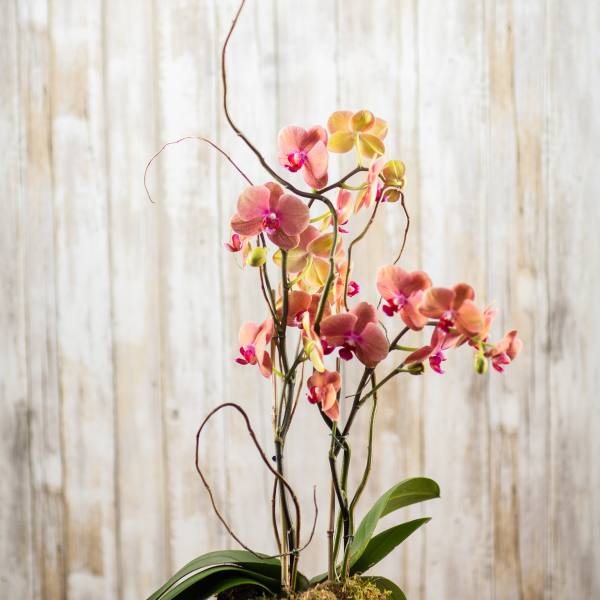 Pink orchids in a gray pot with a striped ribbon