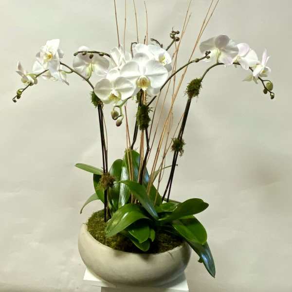 White orchids arranged in a round ceramic planter