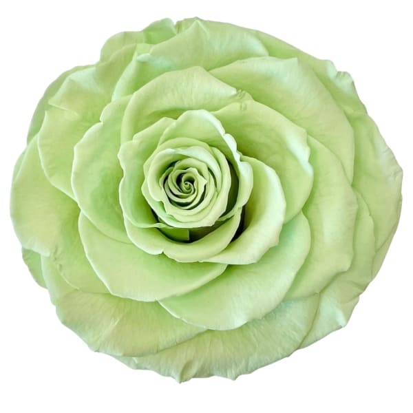 Single pale green rose bloom on a white background