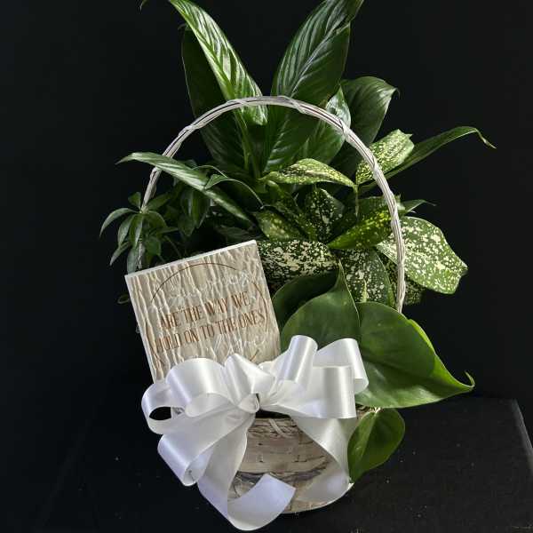 Basket of green houseplants with a white ribbon and card