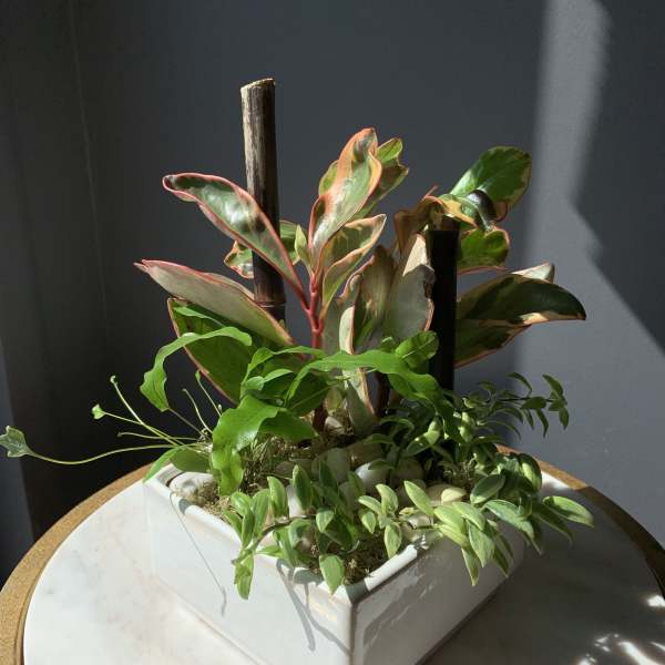 Potted tropical plant arrangement in a white square container