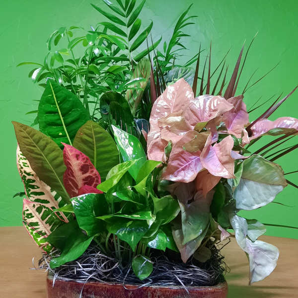 Mixed potted foliage arrangement in a ceramic bowl with pink and green leaves