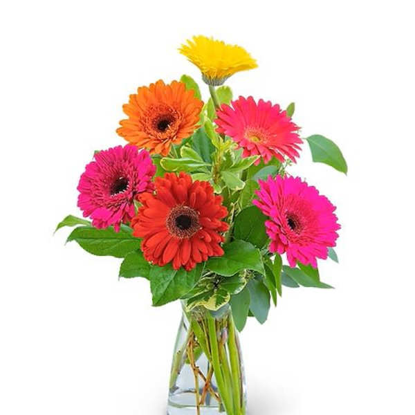 Colorful gerbera daisies in a clear glass vase