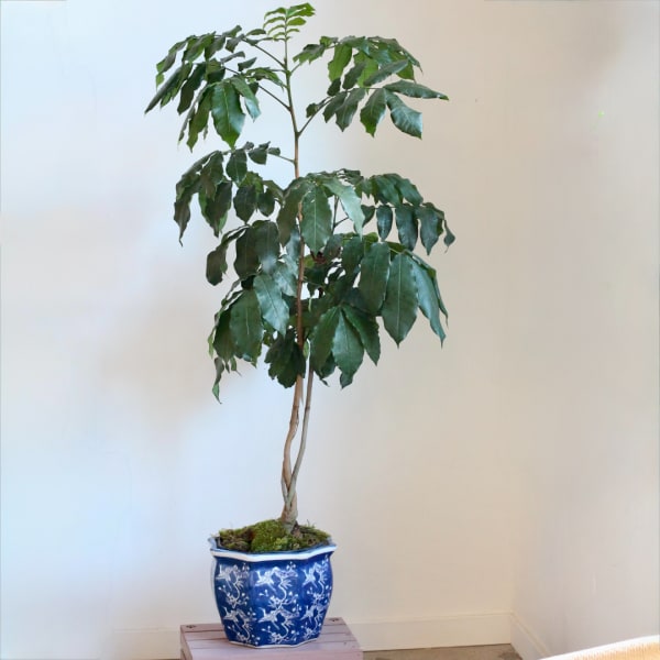 Potted indoor tree with glossy green leaves in a blue ceramic planter