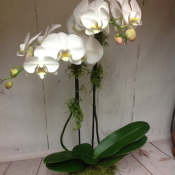 Potted white phalaenopsis orchid with arching blooms in a gray container.