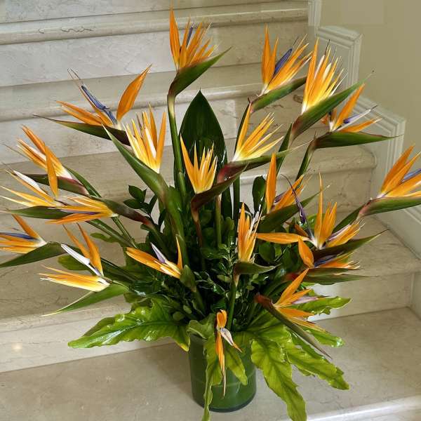 Tall arrangement of orange bird of paradise flowers in a green glass vase