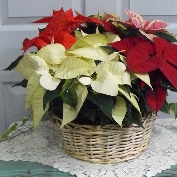 Basket of red, white, and pink poinsettias on a table