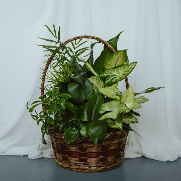 Basket Garden 10in