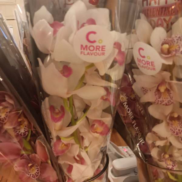 Wrapped orchid bouquets with white and pink blooms