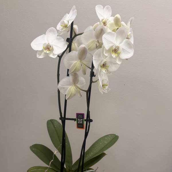 White orchid plant in a pale green pot on a wooden table