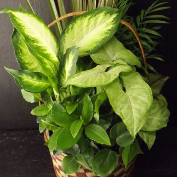 Basket planter with assorted green foliage and variegated leaves