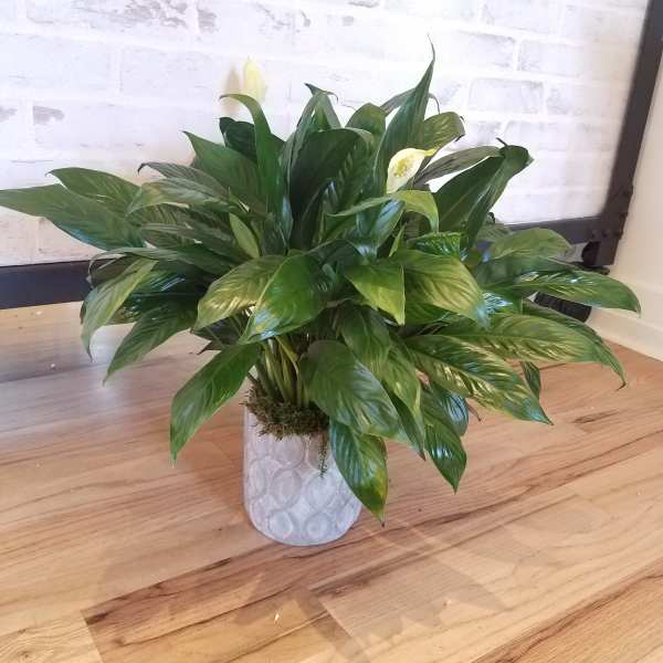 Potted peace lily plant with white blooms in a textured white container
