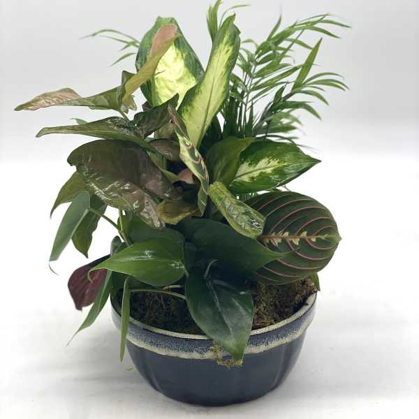 Potted mixed houseplant arrangement in a dark ceramic bowl