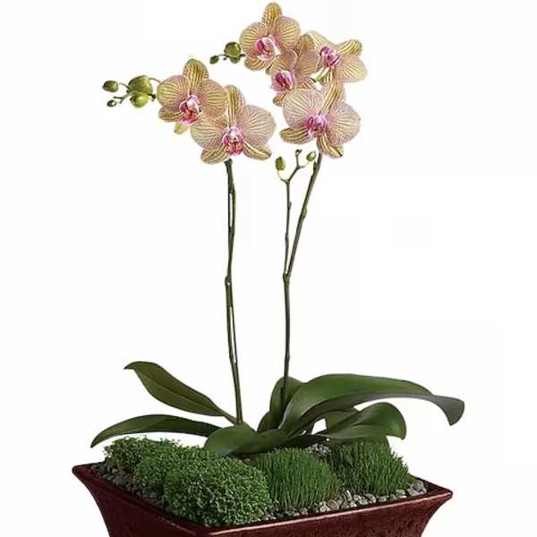Potted orchid arrangement in a rectangular burgundy planter