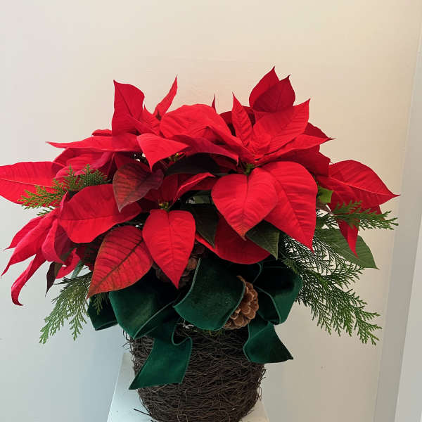 Red poinsettia arrangement in a woven basket with a green ribbon