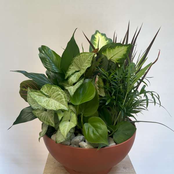 Mixed green houseplants in a wide terracotta bowl with decorative stones
